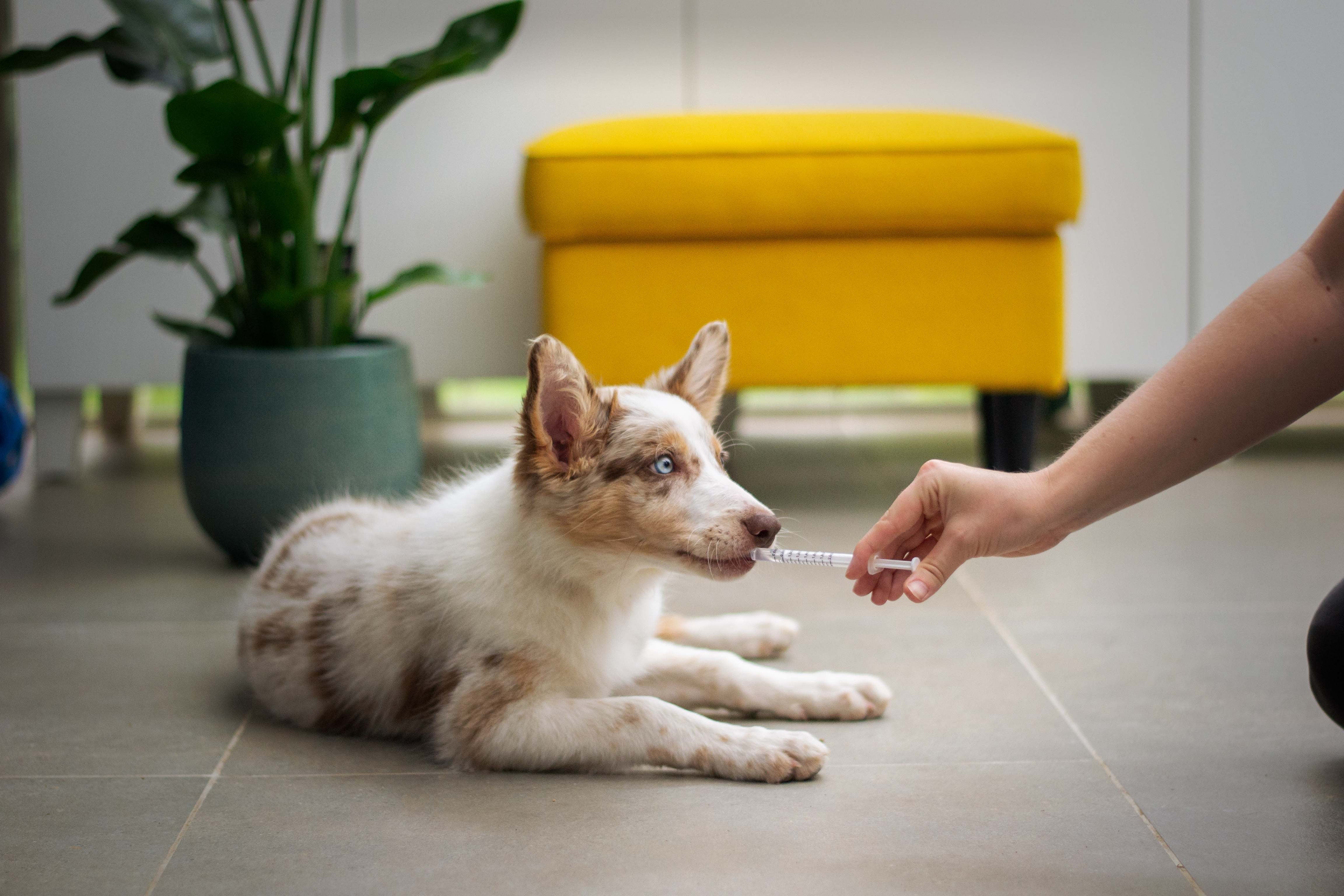 La importancia de la prevención: productos veterinarios para mantener a tu mascota saludable