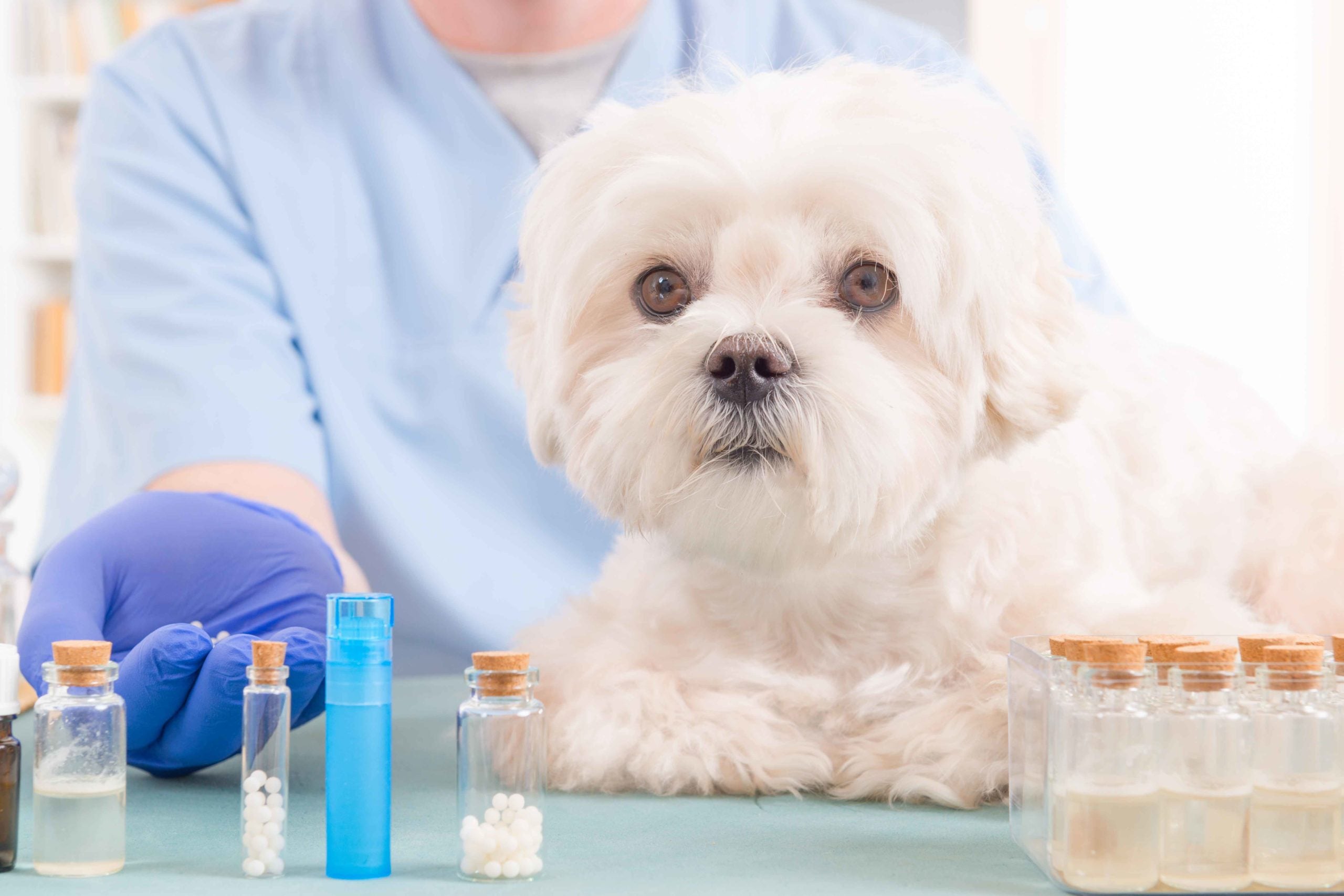 Impulsa tu Práctica Veterinaria con Estos Innovadores Productos para el Cuidado Animal